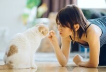 Cat Training and Education