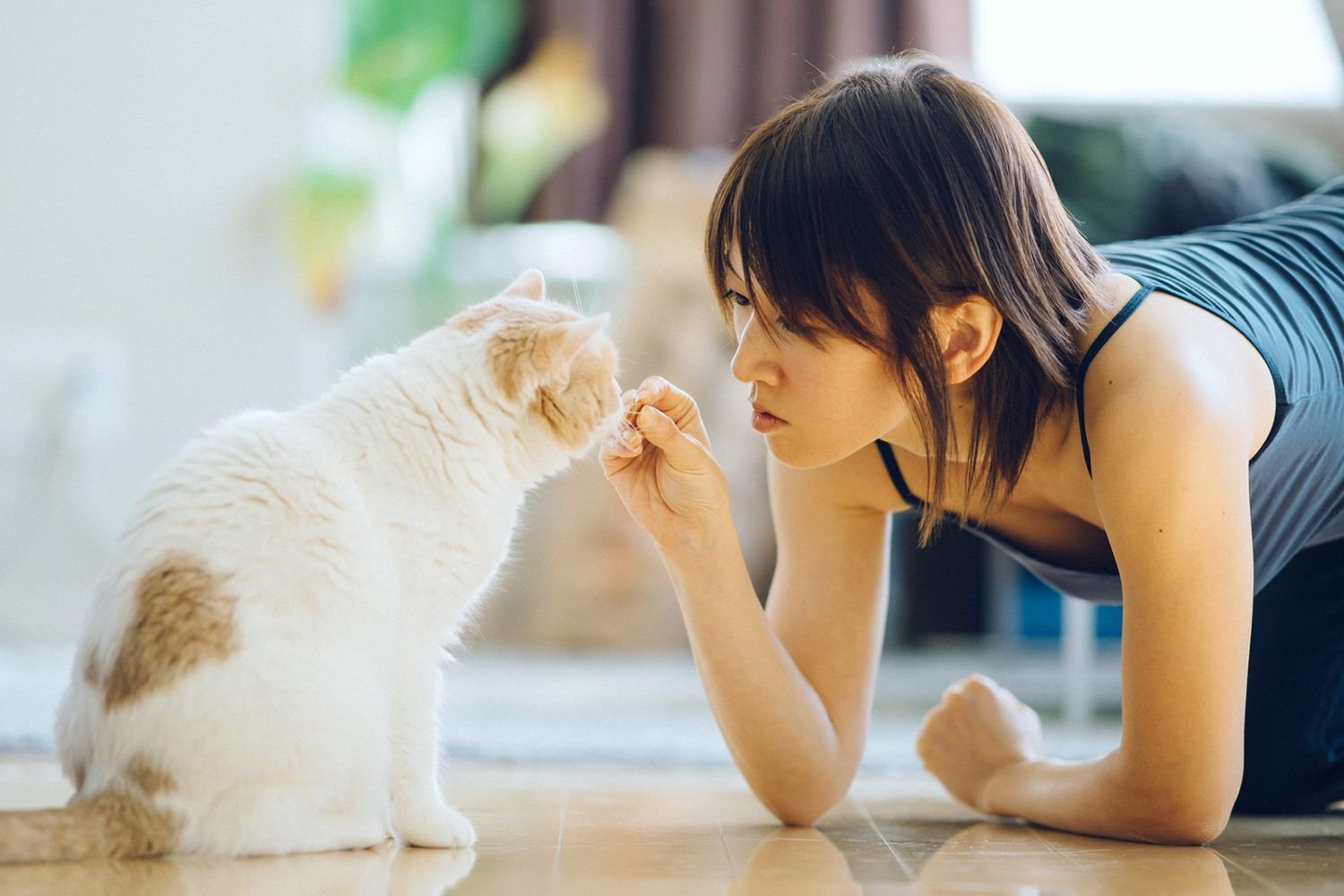 Cat Training and Education