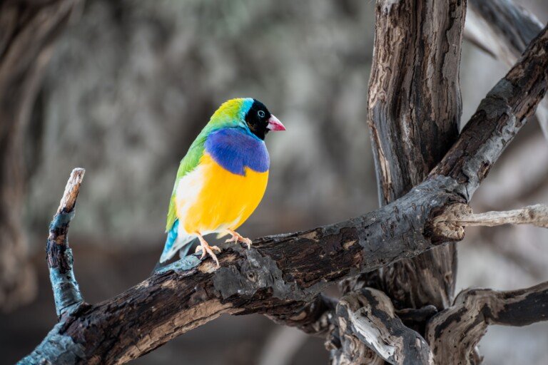 bird