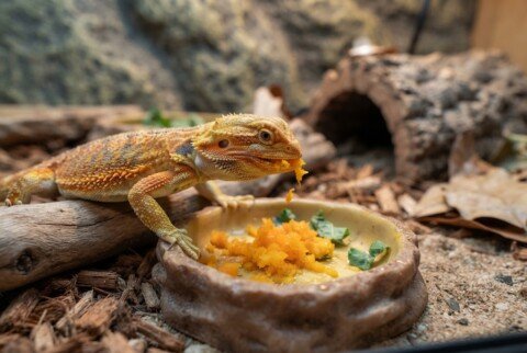 Can You Safely Feed Raw Butternut Squash to a Juvenile Bearded Dragon?