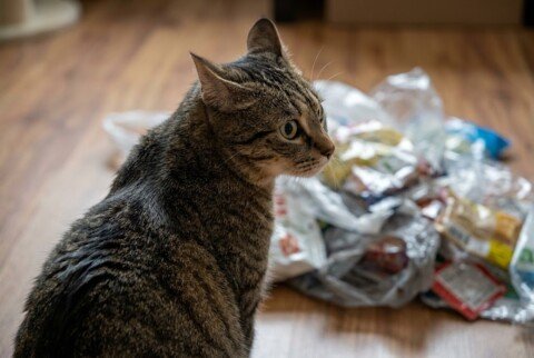 Why Does My Cat's Back Ripple and Twitch When They Hear Crinkling Plastic?